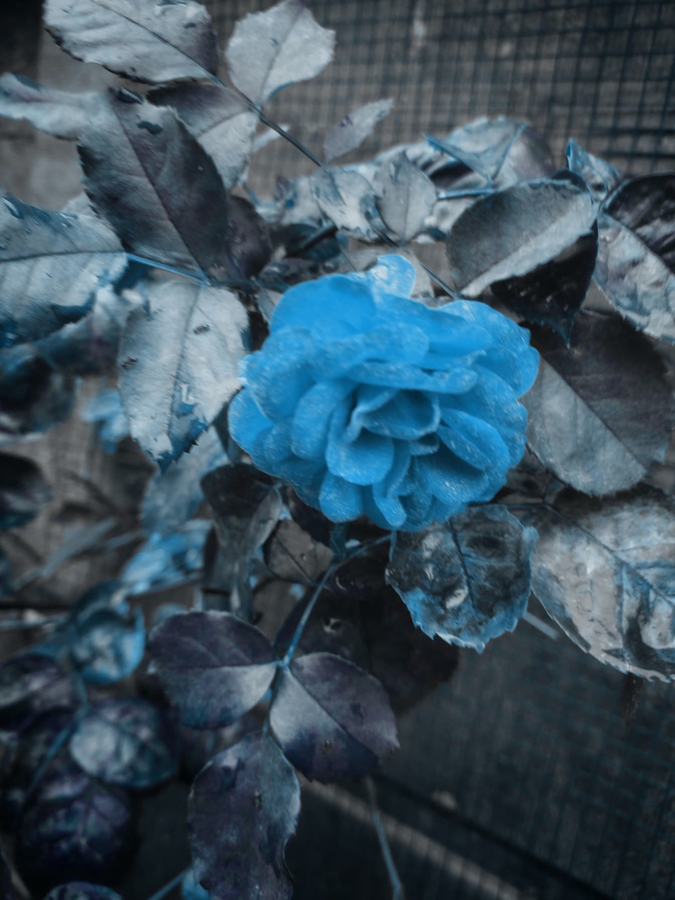 Ciemnoniebieskie płatki kwiatów róży z monochromatycznymi liśćmi