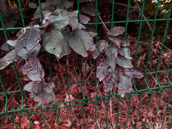 Bush branchlets with dark leaves in grid fence