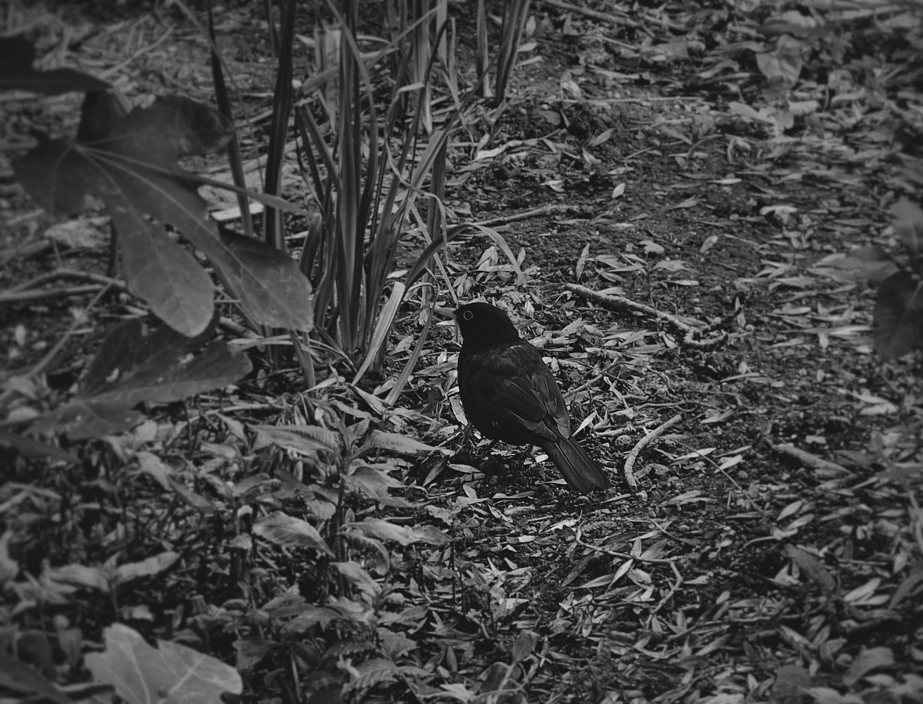Blackbird (Turdus merula) trên mặt đất xem đen trắng