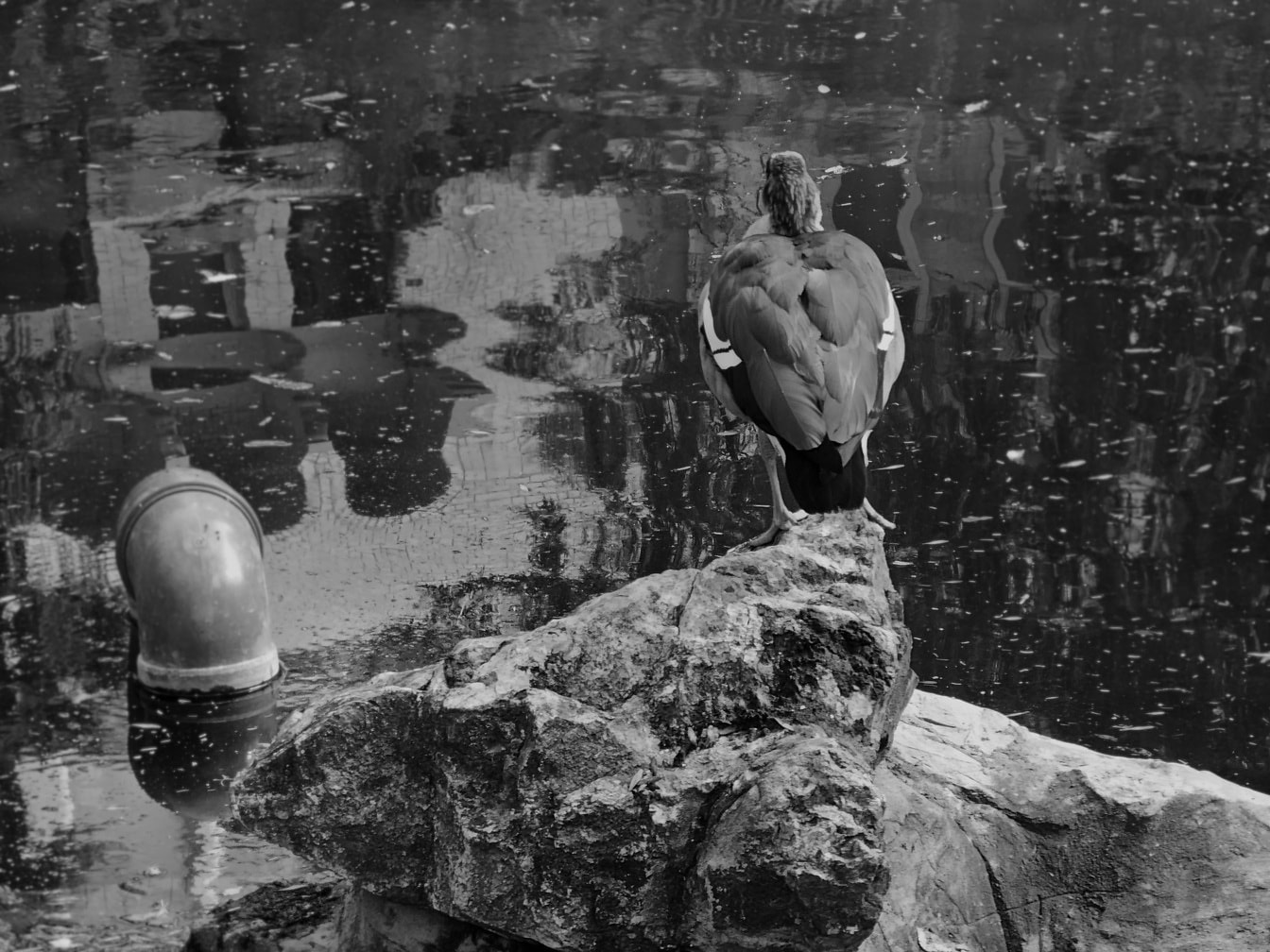 Домашняя утка, стоящая на больших камнях на берегу реки монохромное фото