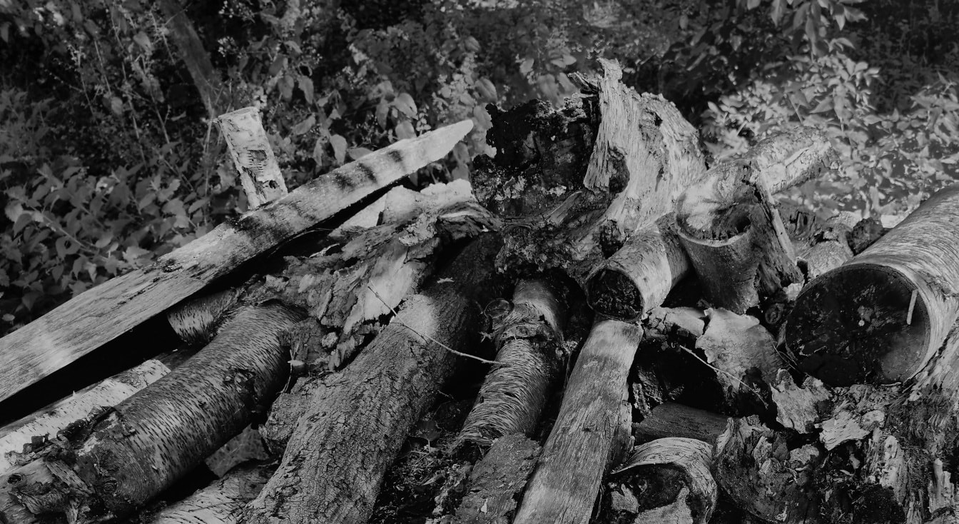 Grămezi de lemn de foc, lemn uscat, fotografie alb-negru