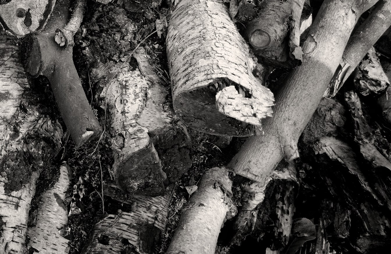Pile de bois de chauffage sec gros plan photo monochrome