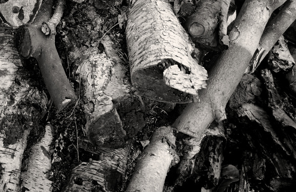 乾いた薪のクローズアップモノクロ写真のスタック