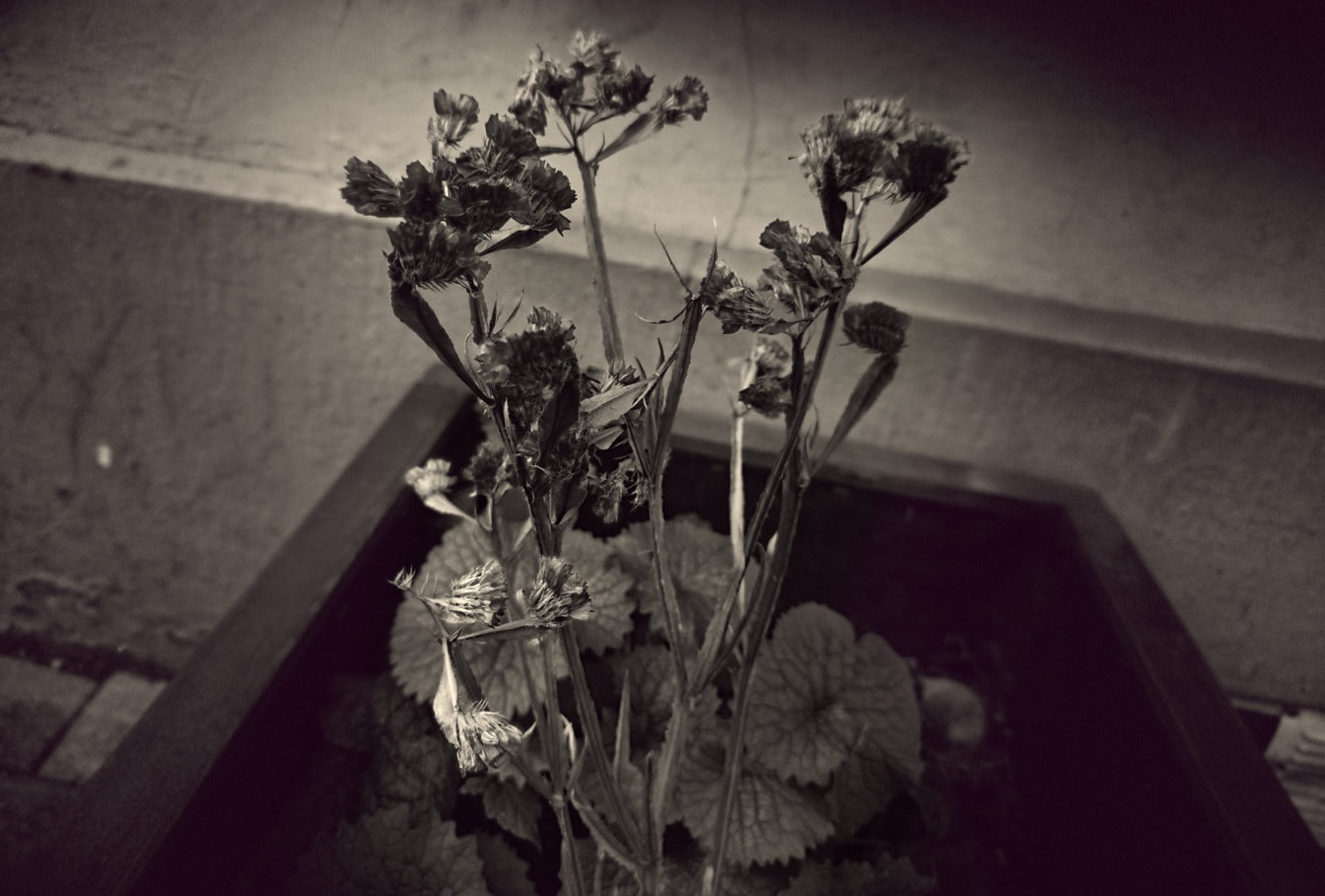 Suché stonky lučních květin v květináči černobílá fotografie
