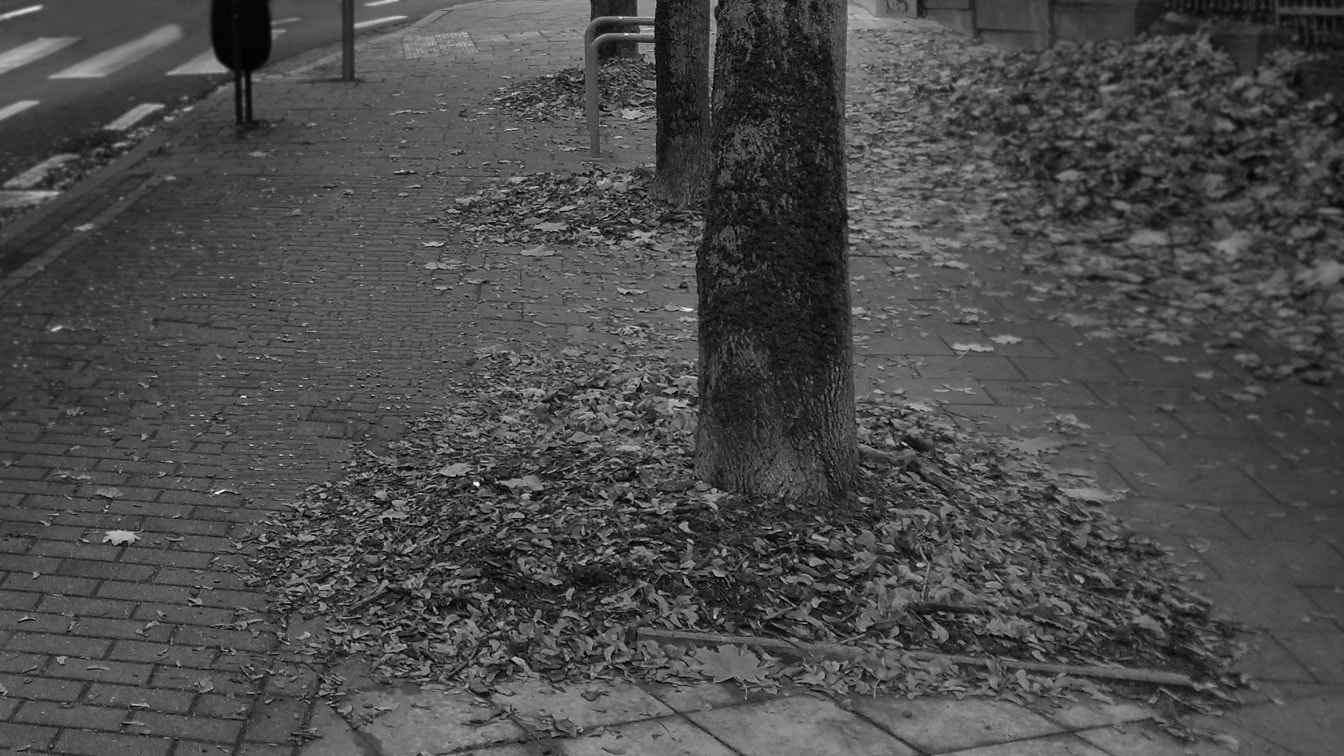 Paving stone otree trun sidewalk with tree trunk monochrome photo