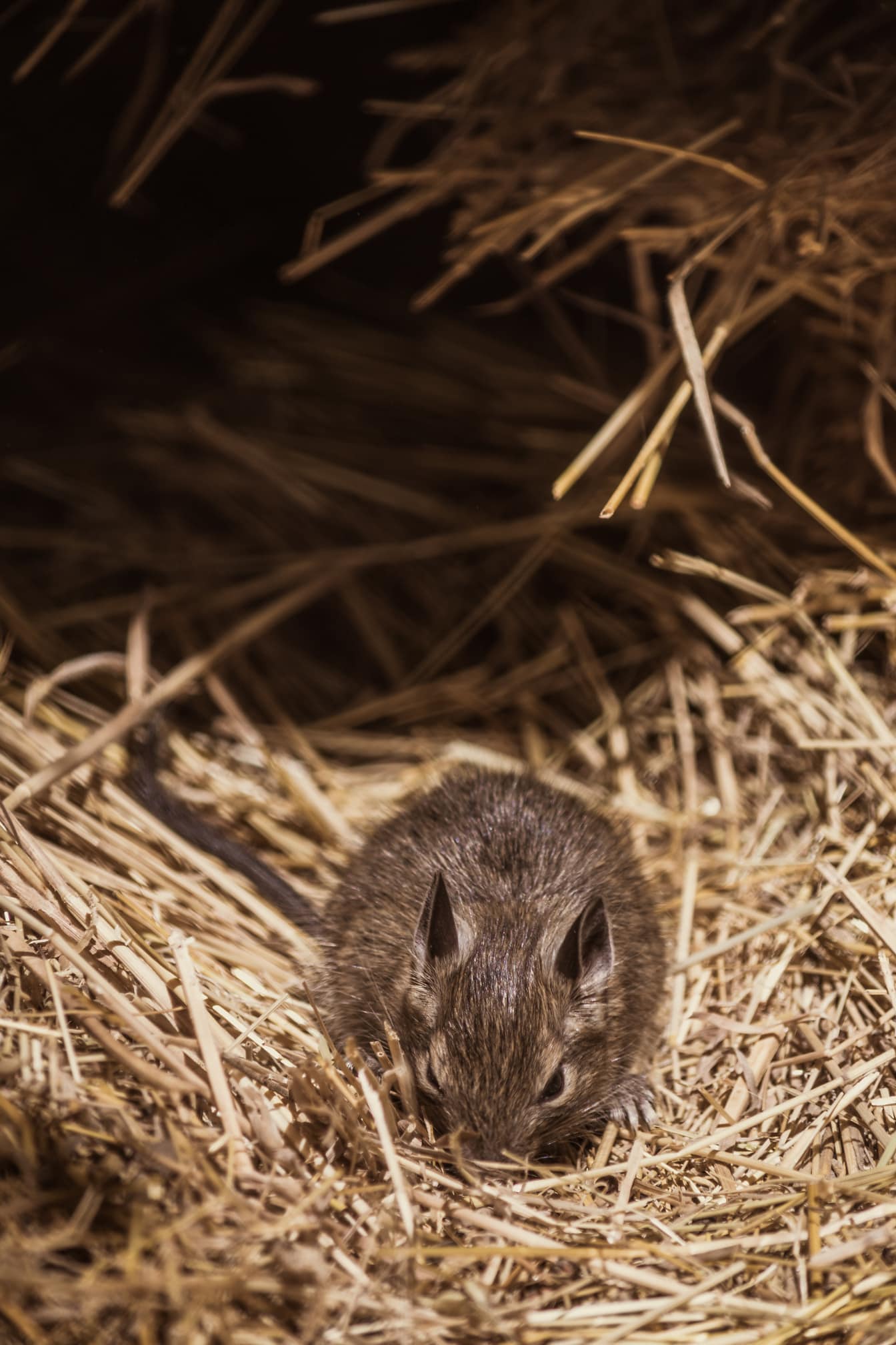 干し草の山で食べる小さなネズミのクローズアップ