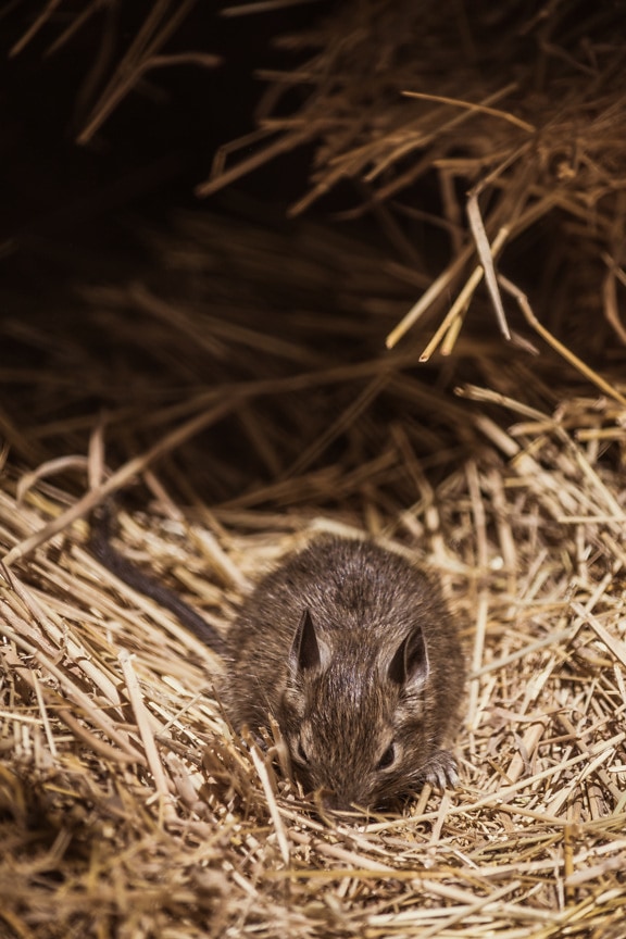 Close-up of small mouse eating in haystack