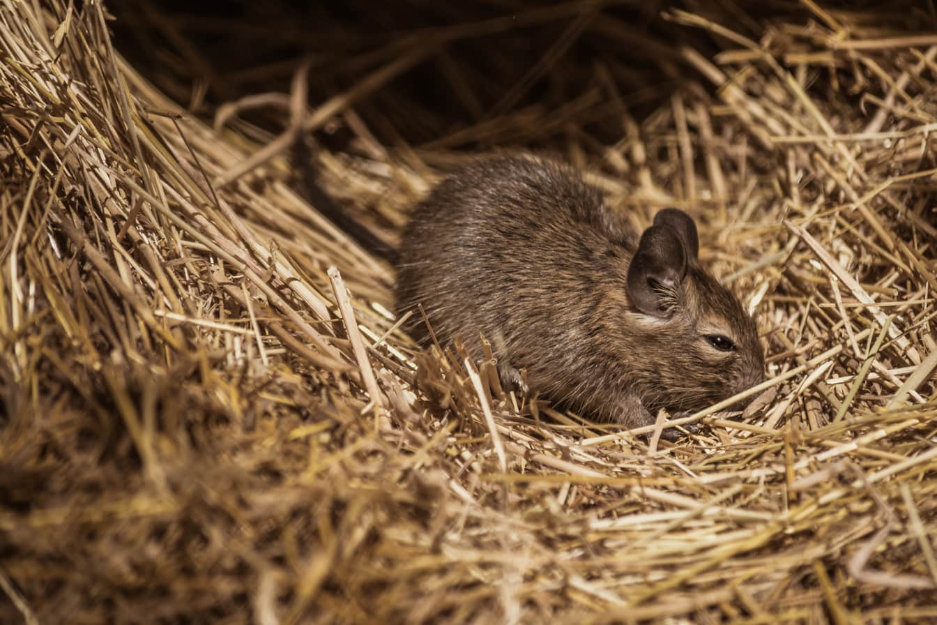 Домашна сива мишка в купа сено близък план на гризач