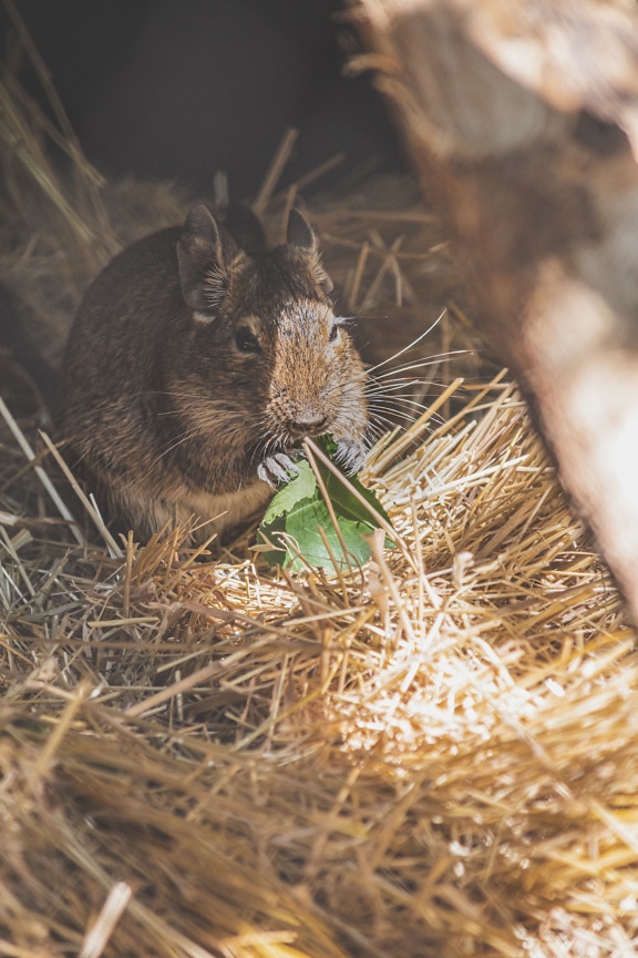Degu (Octodon degus) mouse eating green leaf in hay