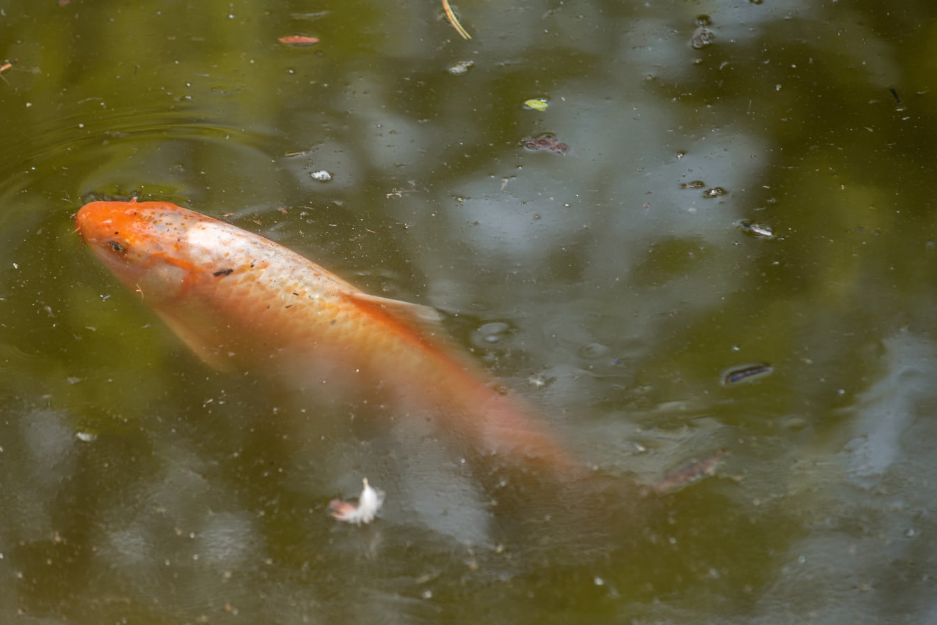 Peixe carpa Nishikigoi ou Koi amur (Cyprinus rubrofuscus) amarelo alaranjado