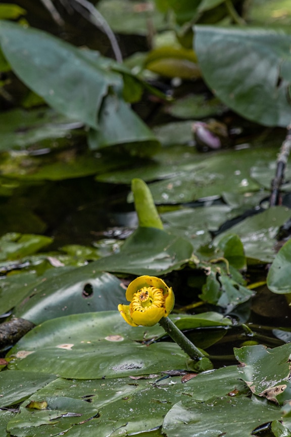 Yellow flower bud of lotus water lily flower with dark green leaves