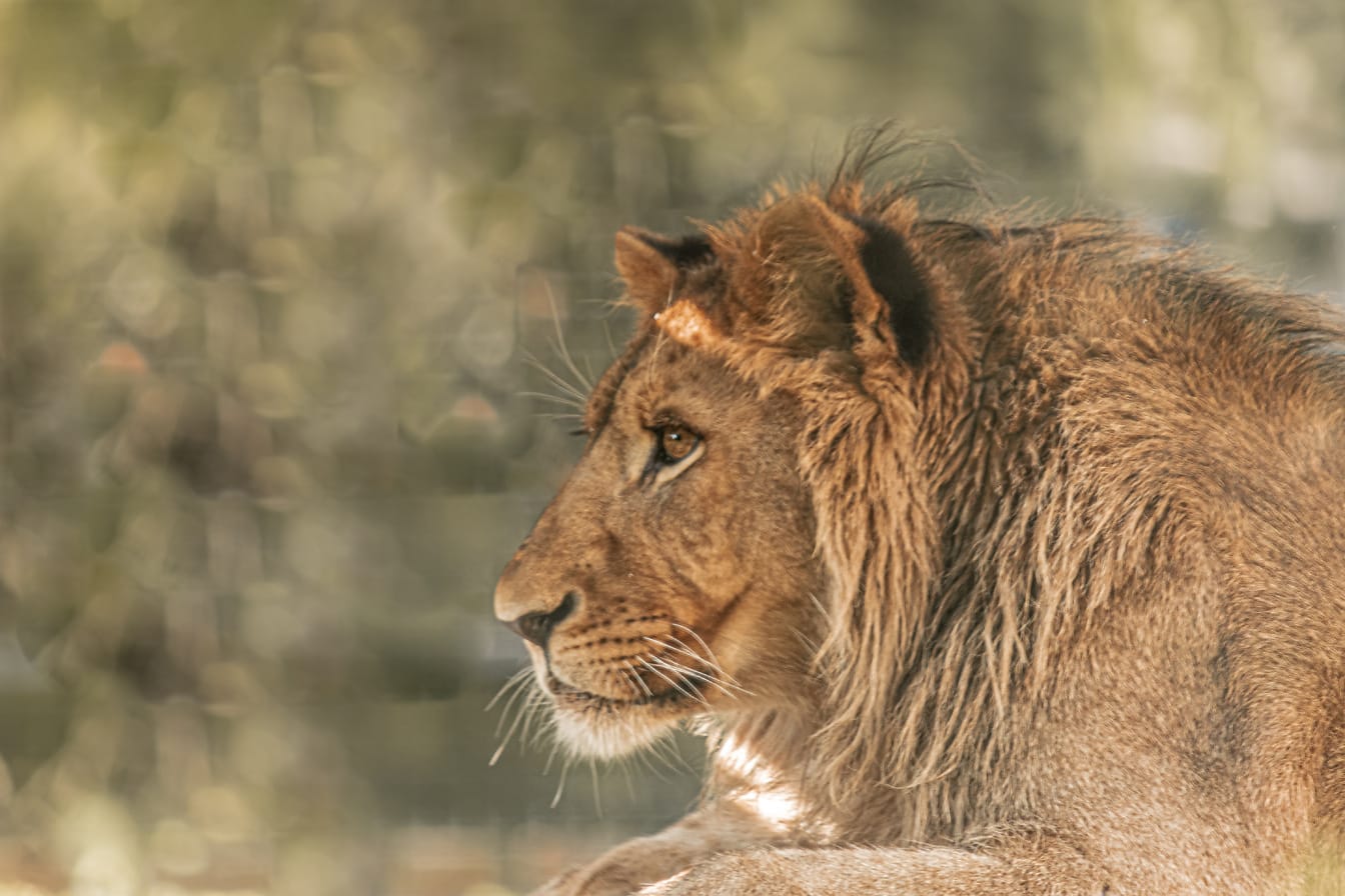 Afrika aslanının yakın çekimi (Panthera leo) başının yandan görünümü
