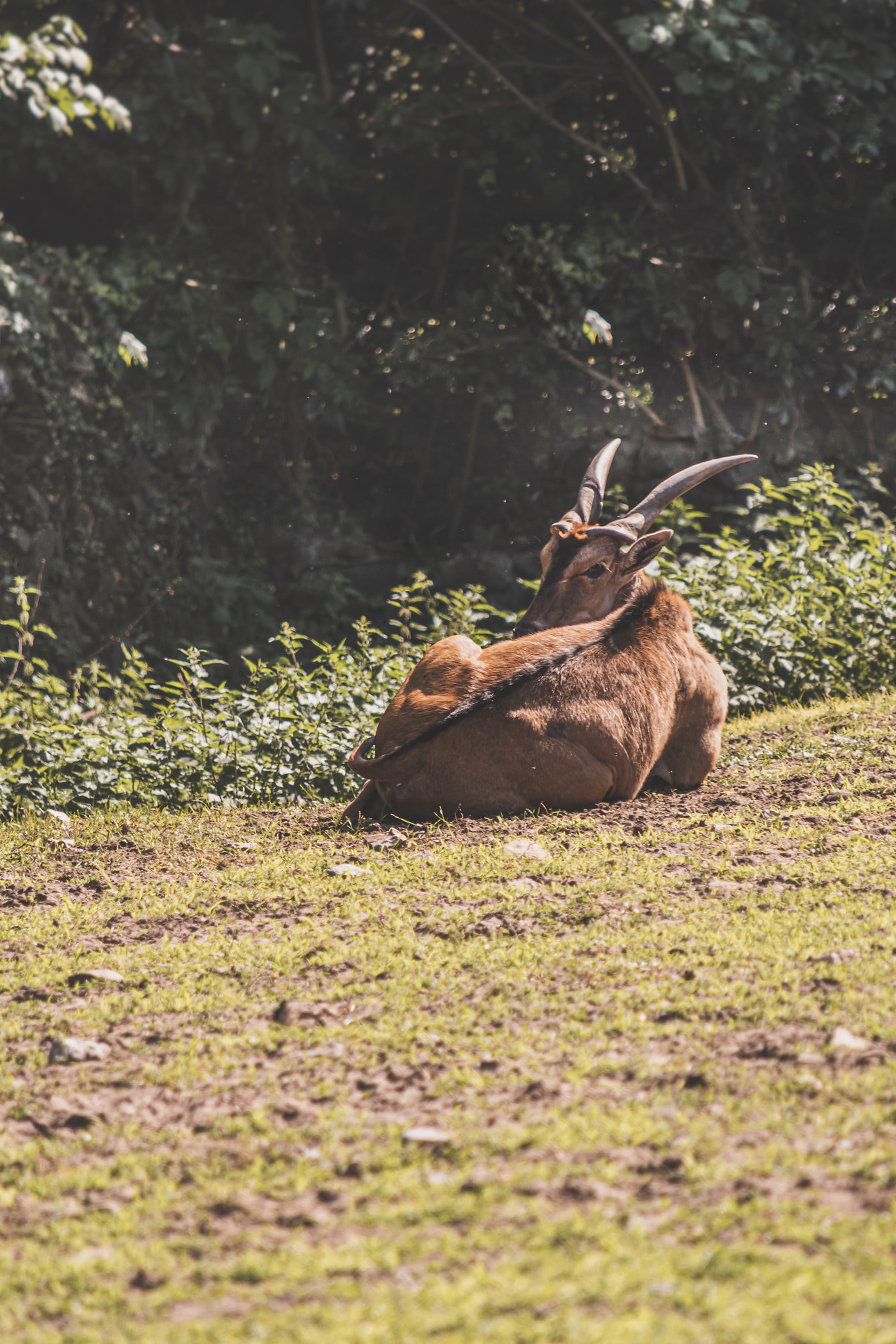 ละมั่งอีแลนด์ (Taurotragus oryx) นอนบนพื้นหญ้าในถิ่นทุรกันดาร