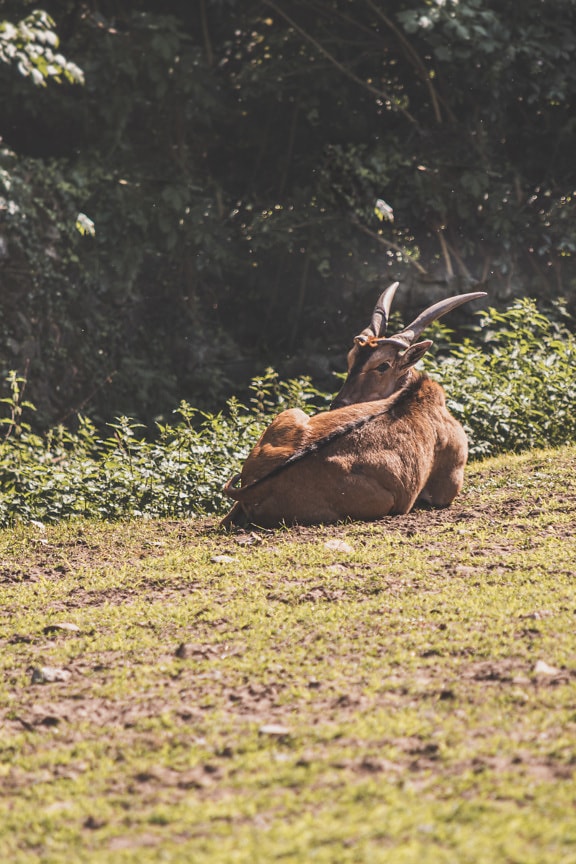 Eland antelope (Taurotragus oryx) laying on grass in wilderness