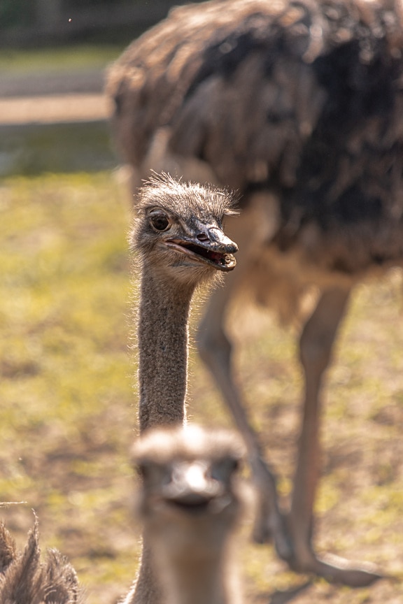 Close-up of head of ostrich bird in flock of birds