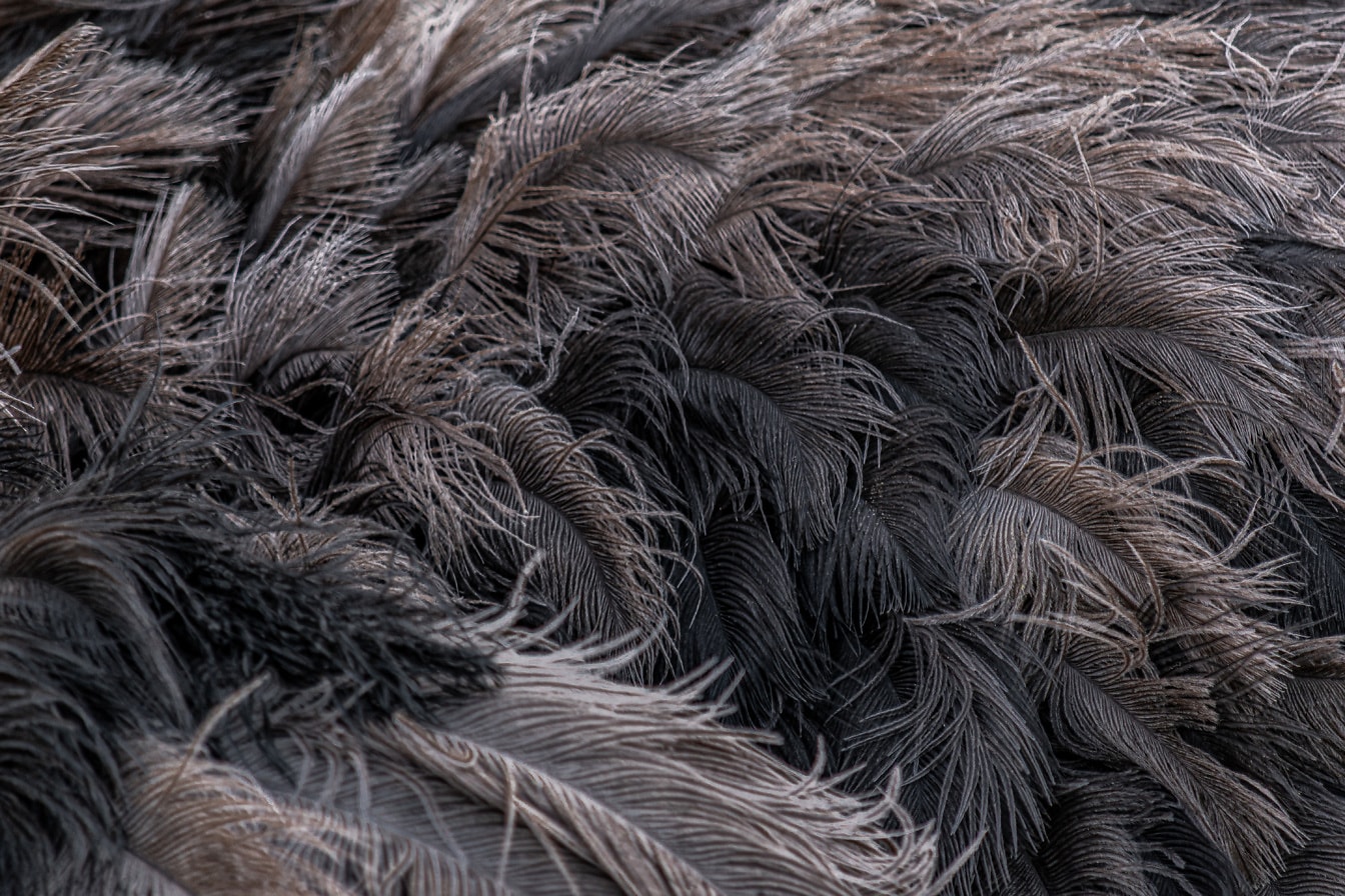 Donkerbruine en zwarte veertextuur van struisvogelvogel