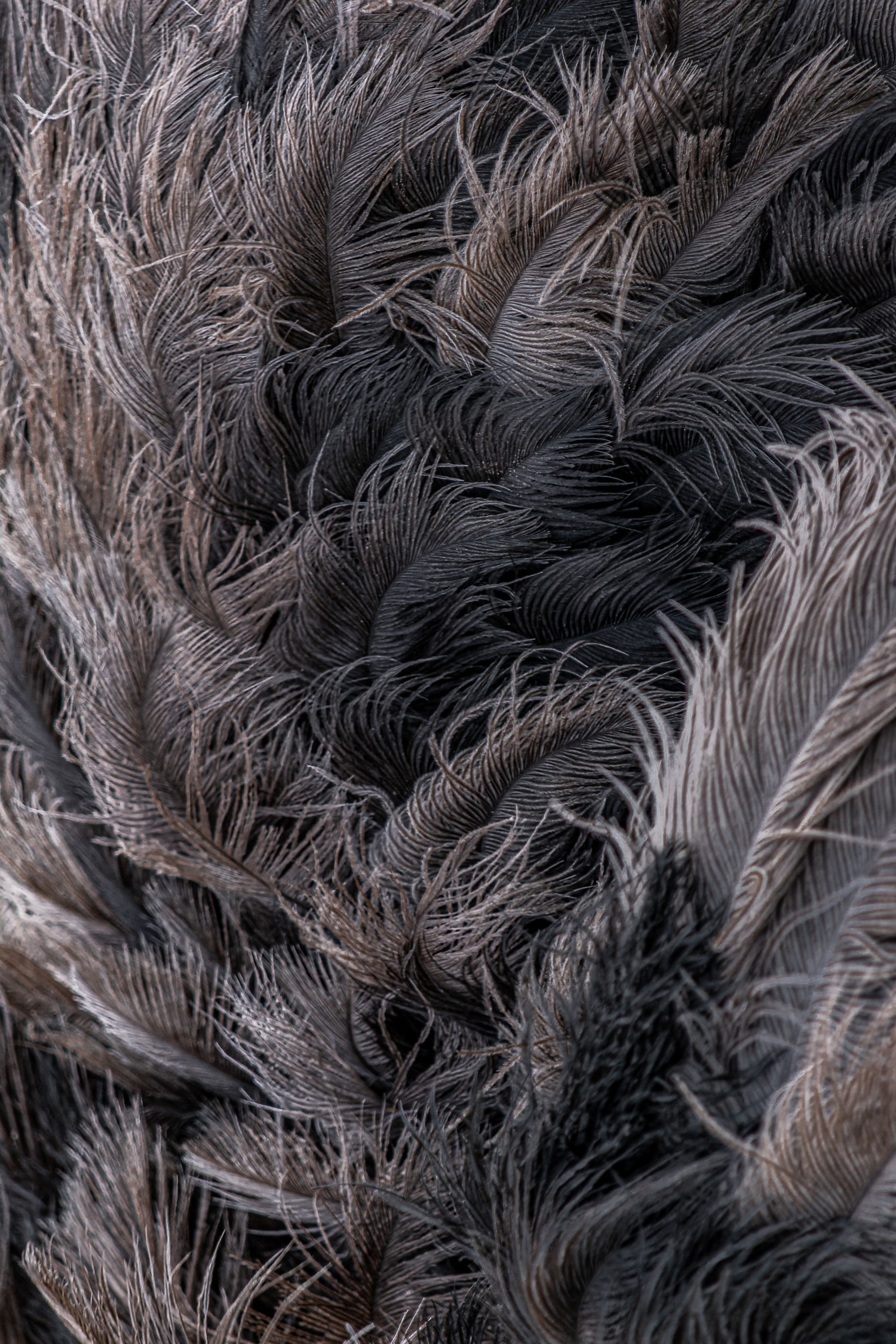 Detailná textúra tmavého peria pštrosieho vtáka