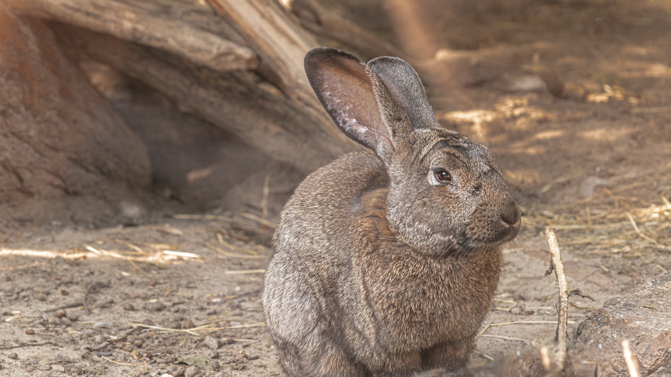 大きな耳を持つ巨大な灰色のウサギがクローズアップで座っている