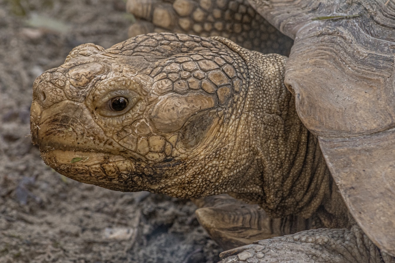 Close-up van hoofd van reuzenschildpad Galpagos reuzenschildpad (Chelonoidis niger)