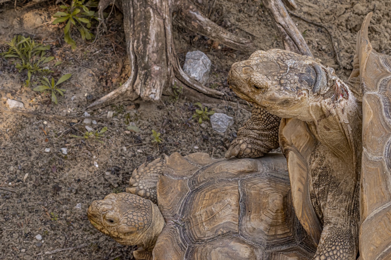 Żółw olbrzymi z Galpagos (Chelonoidis niger) zwierzęta w okresie lęgowym