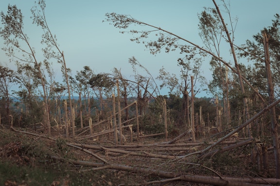 Hurricane wind damage in woodland tree trunks on ground