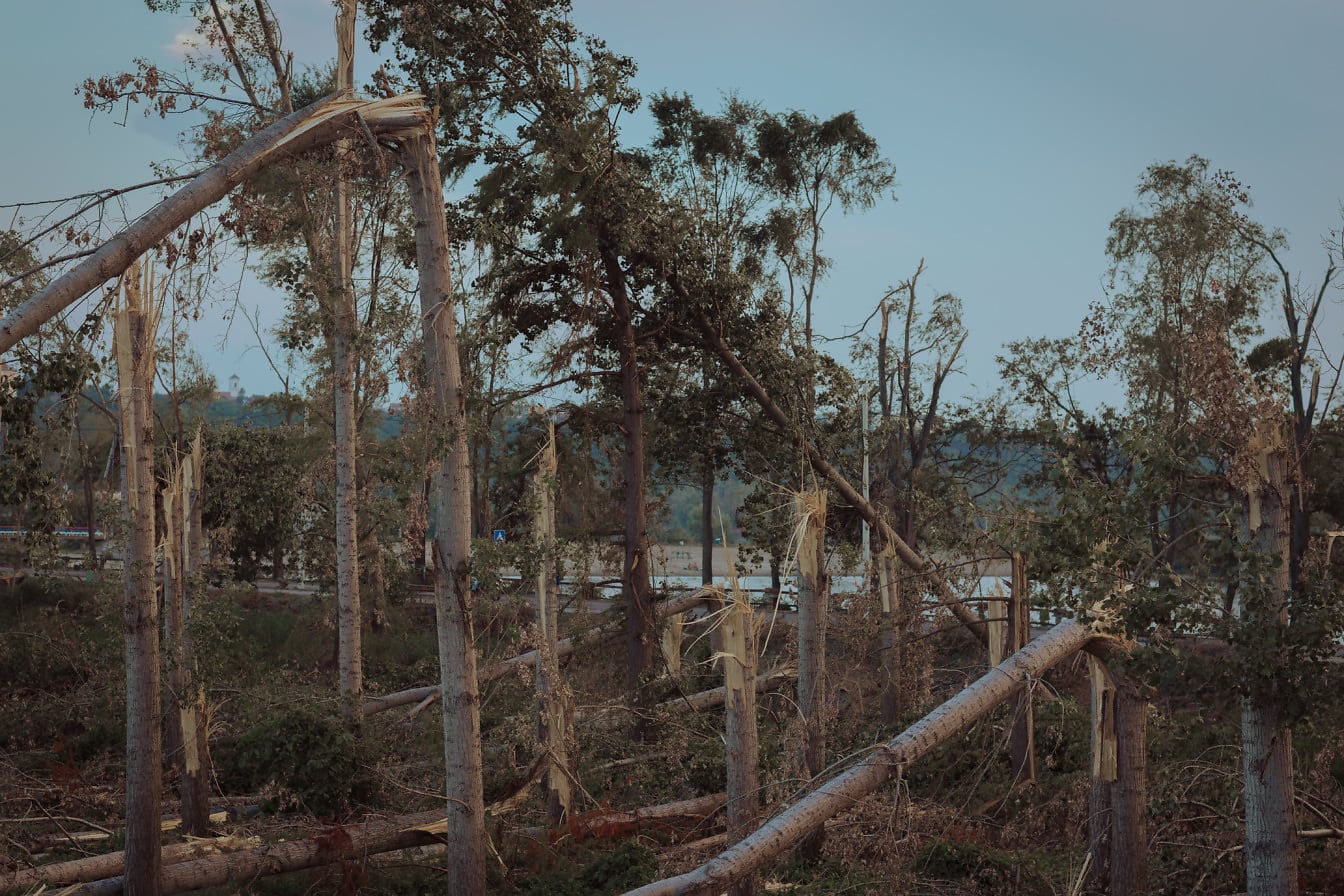 Danos causados pelo vento em troncos de árvores em floresta