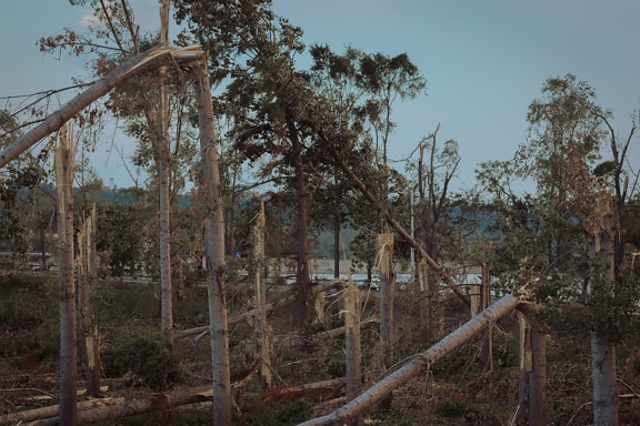 Poškození kmenů stromů větrem v lese