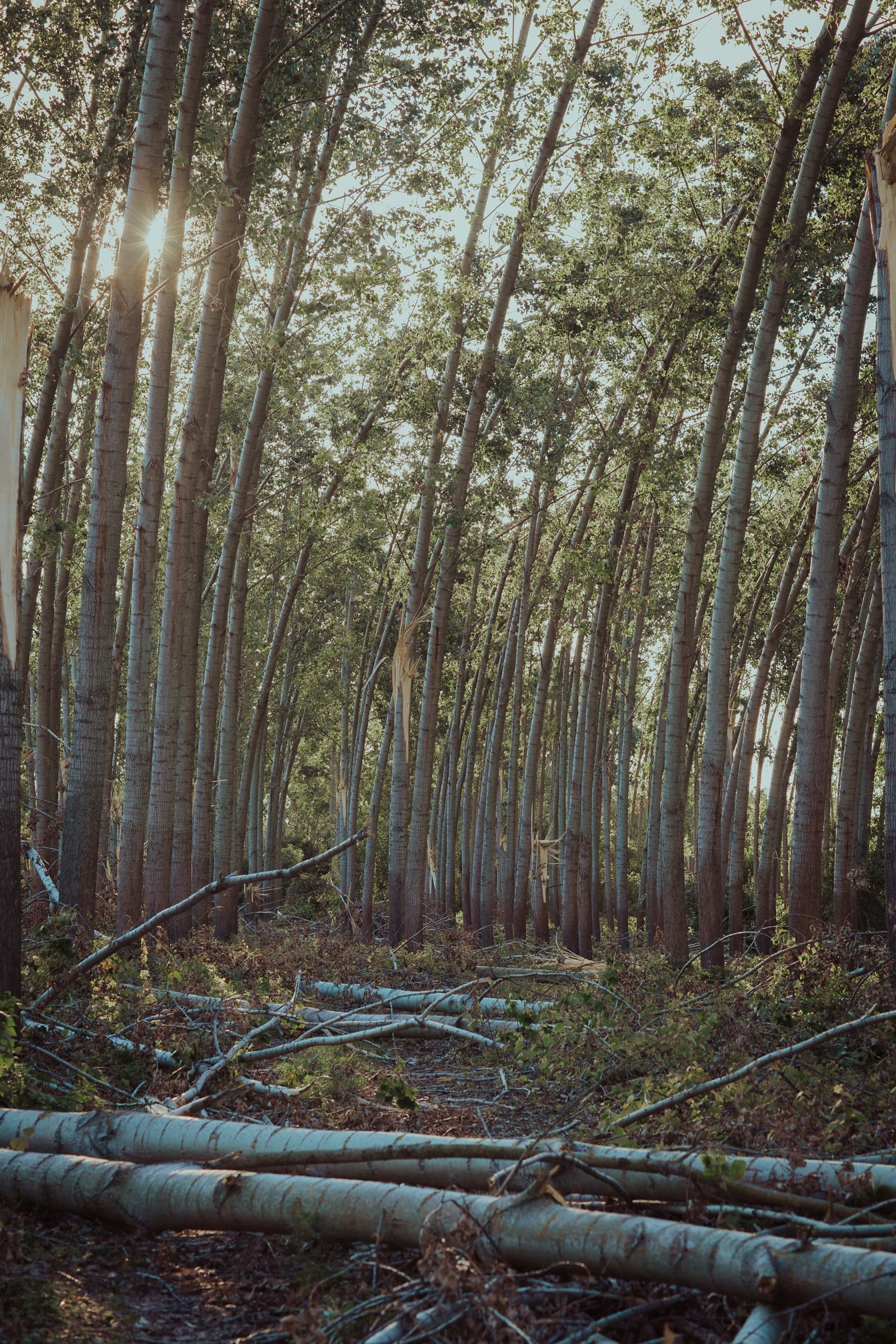 Poppelskov med træstammer på jorden