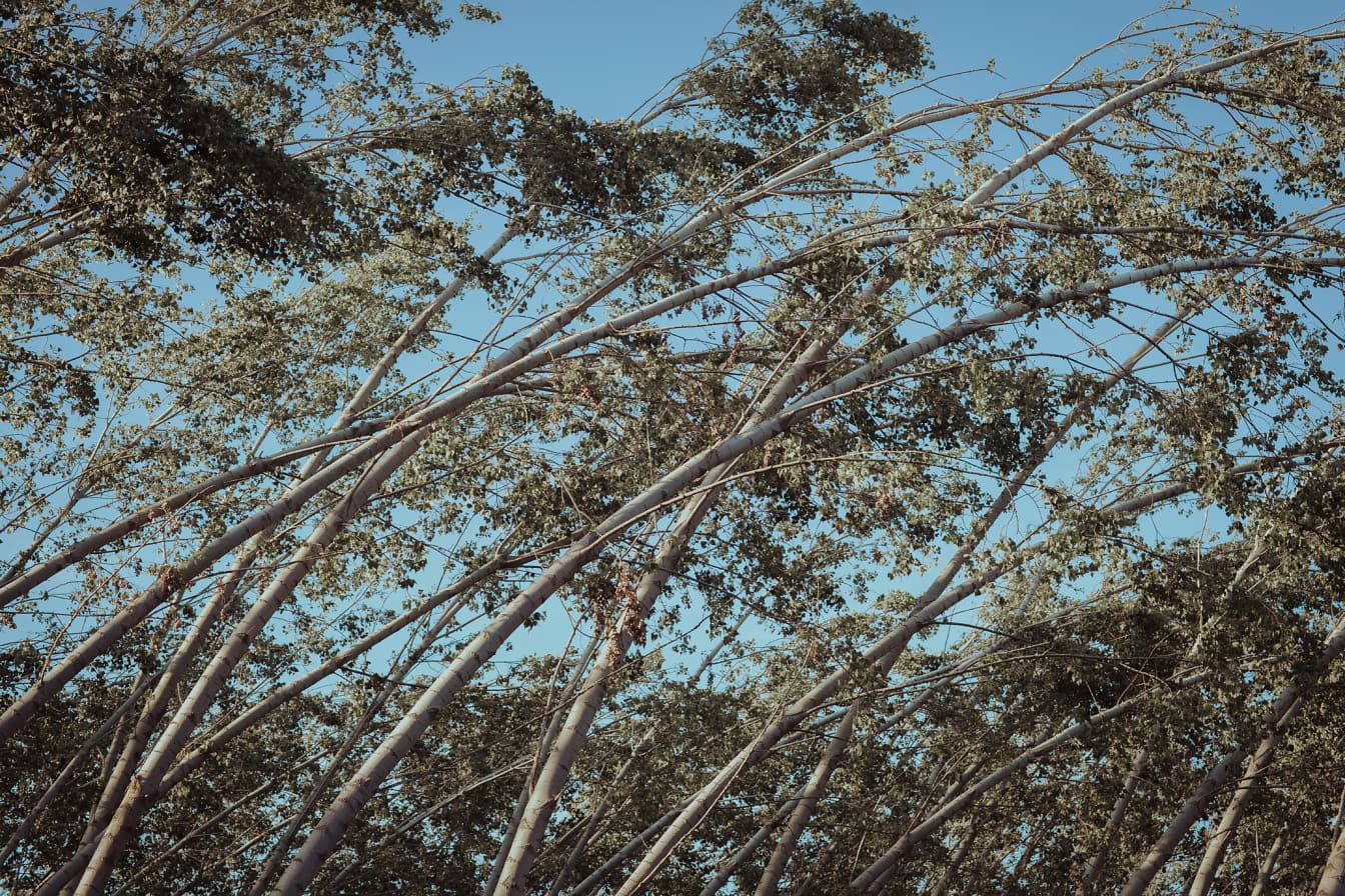 Ormanlık alanda rüzgarla bükülen ağaç gövdeleri