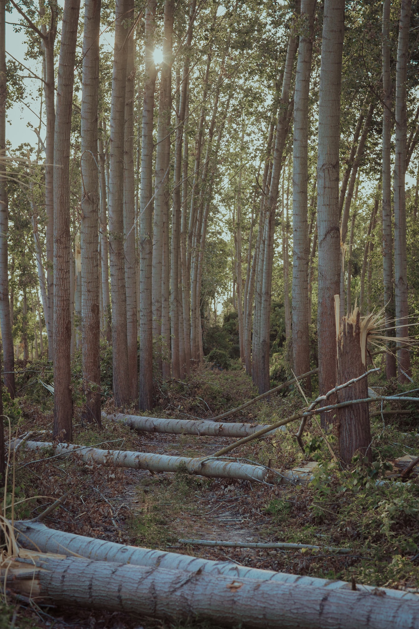 Стволы деревьев на земле в тополином лесу, поврежденном ураганом