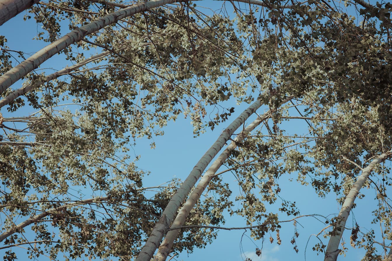 Jeunes troncs de peupliers sur le vent dans la forêt
