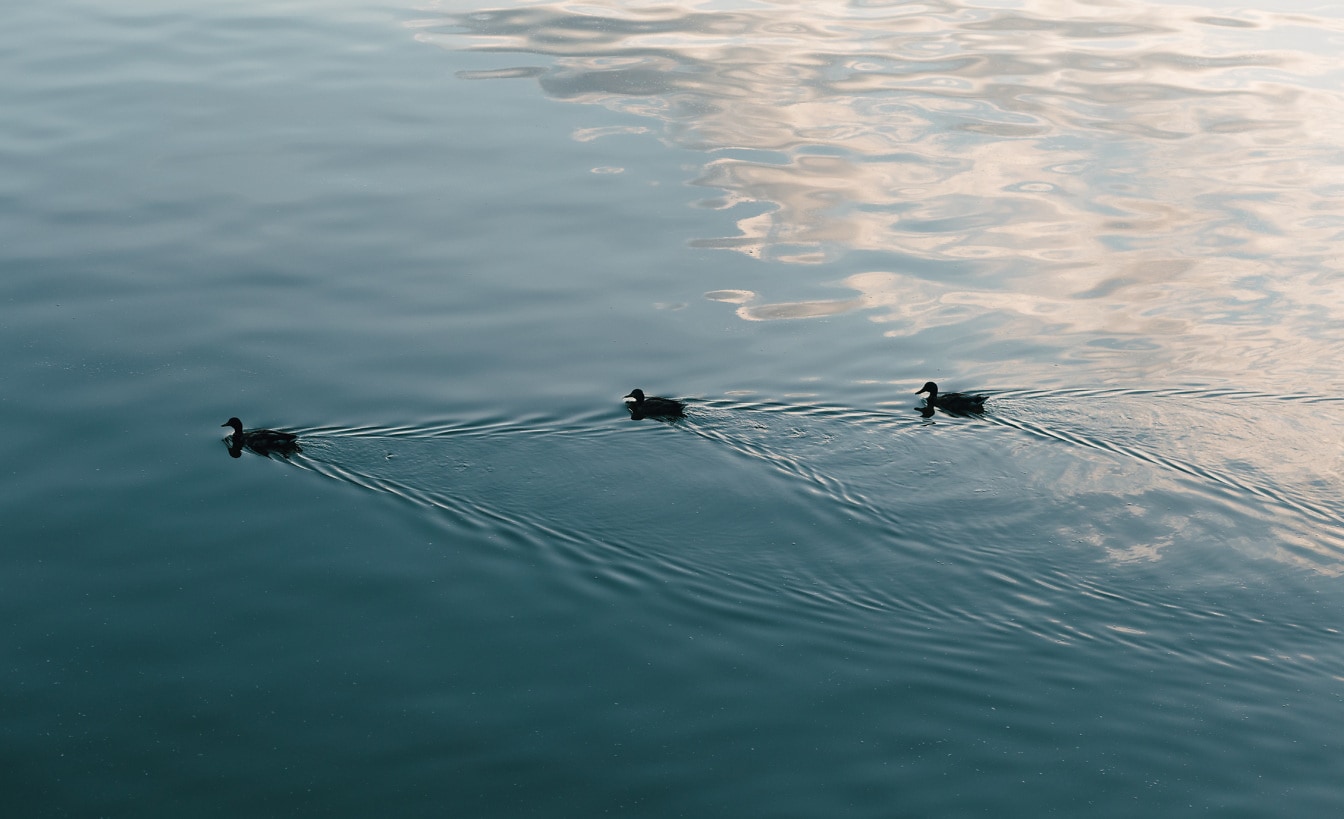 Three wild dusks swimming on calm water