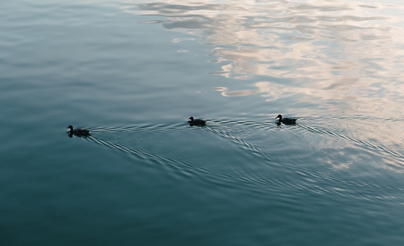 Trois crépuscules sauvages nageant sur une eau calme