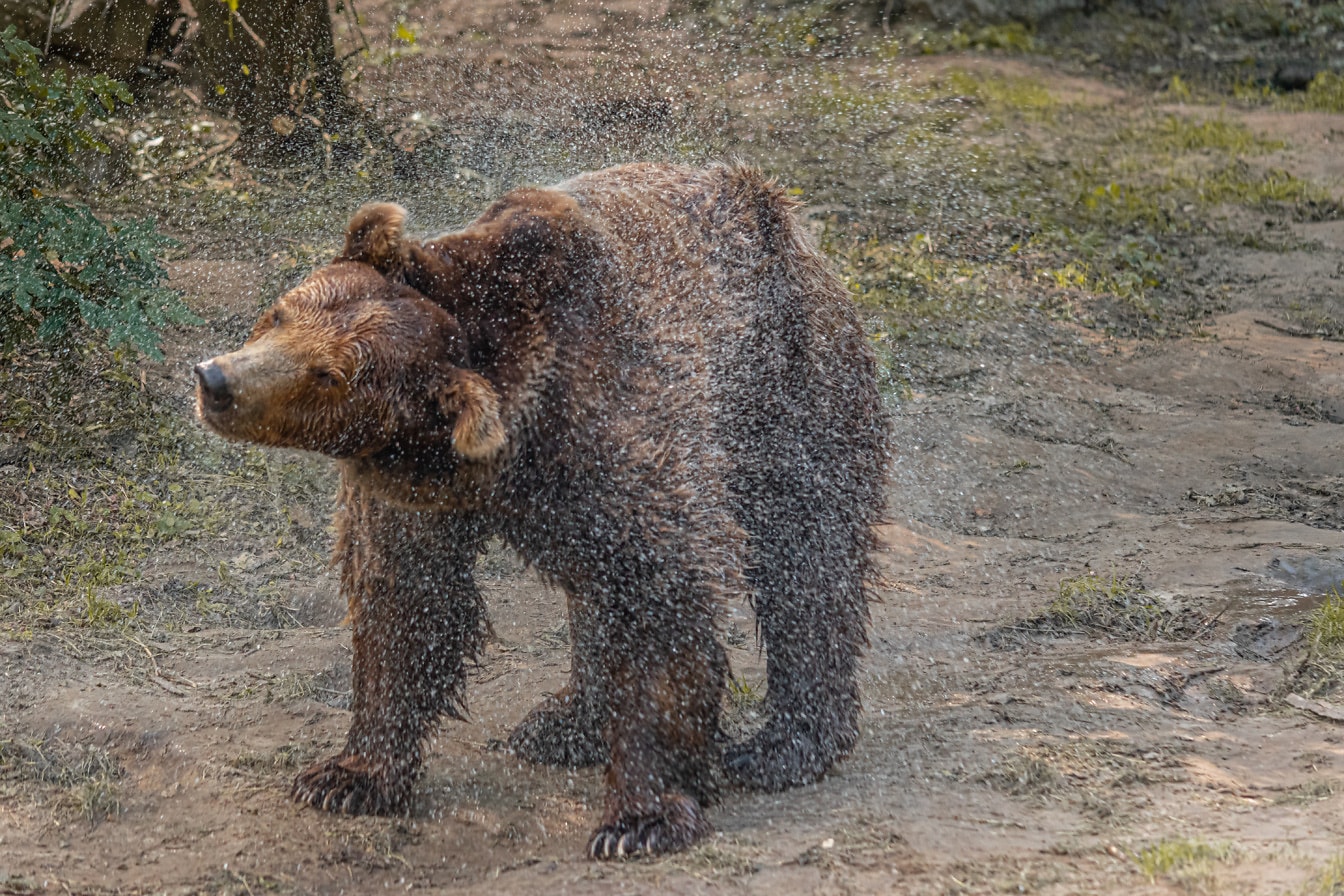 Eurasisk brunbjørn (Ursus arctos arctos) rister vann av