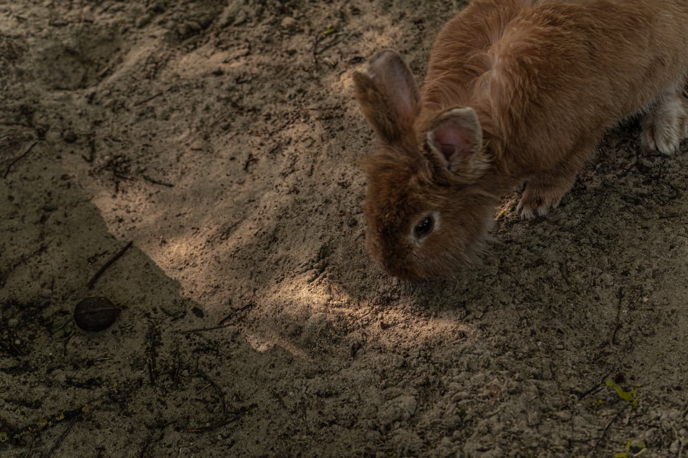 Lysebrun kanin på skitten sand i skyggen