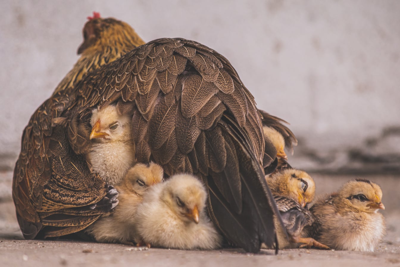 Adorable bird family chicken seeping on mother hen