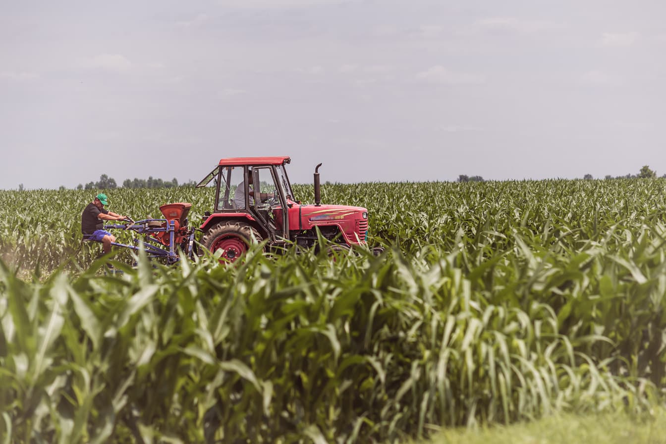 Fermier conducând tractorul în câmpul de porumb agricol ecologic