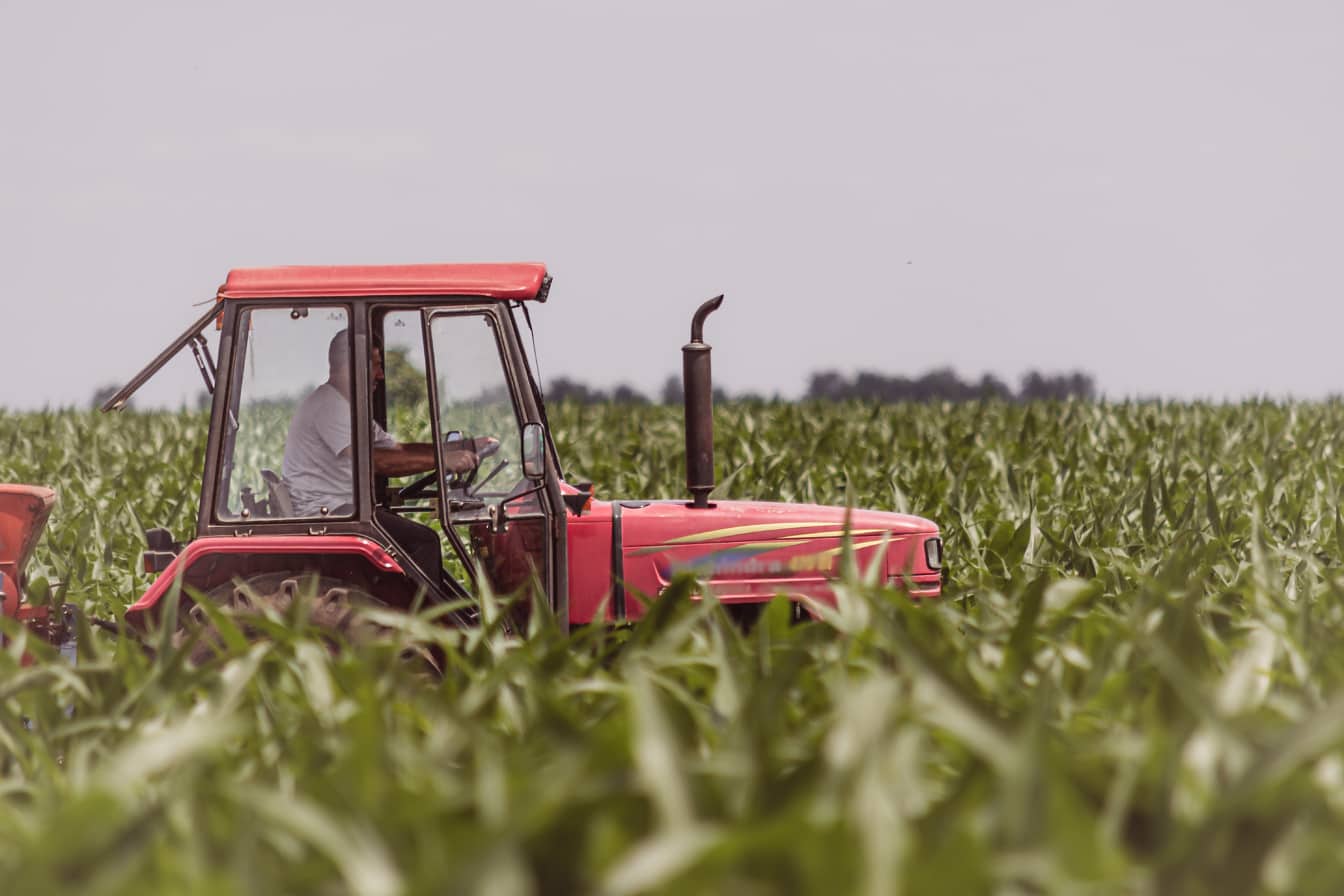Tmavočervený traktor s vodičom v tmavozelenom kukuričnom poli