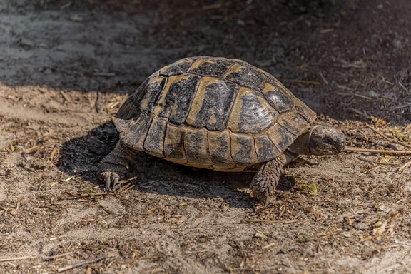 Greek tortoise (Testudo graeca) side view of turtle