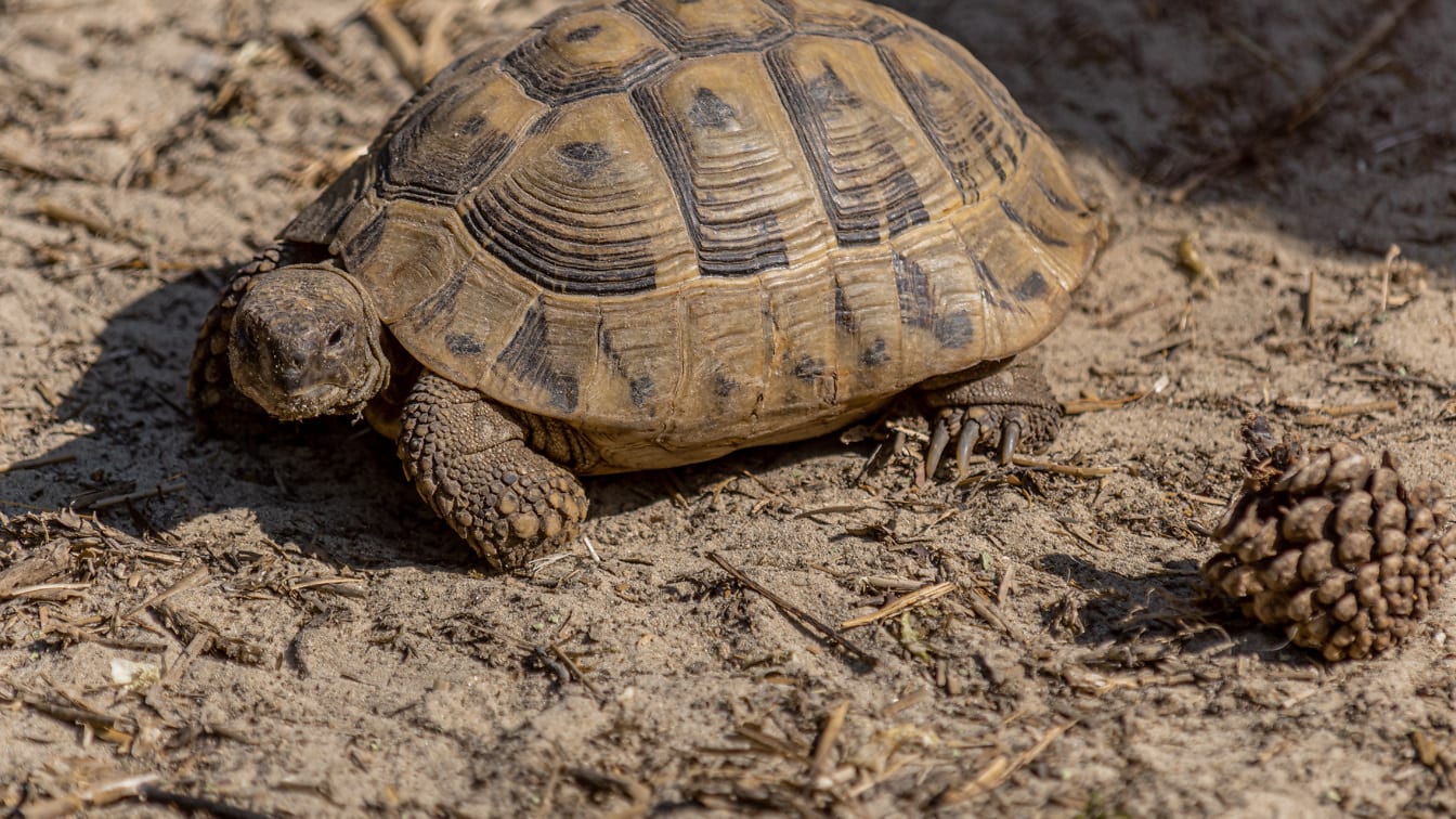 Greek tortoise (Testudo graeca) close-up of turtle