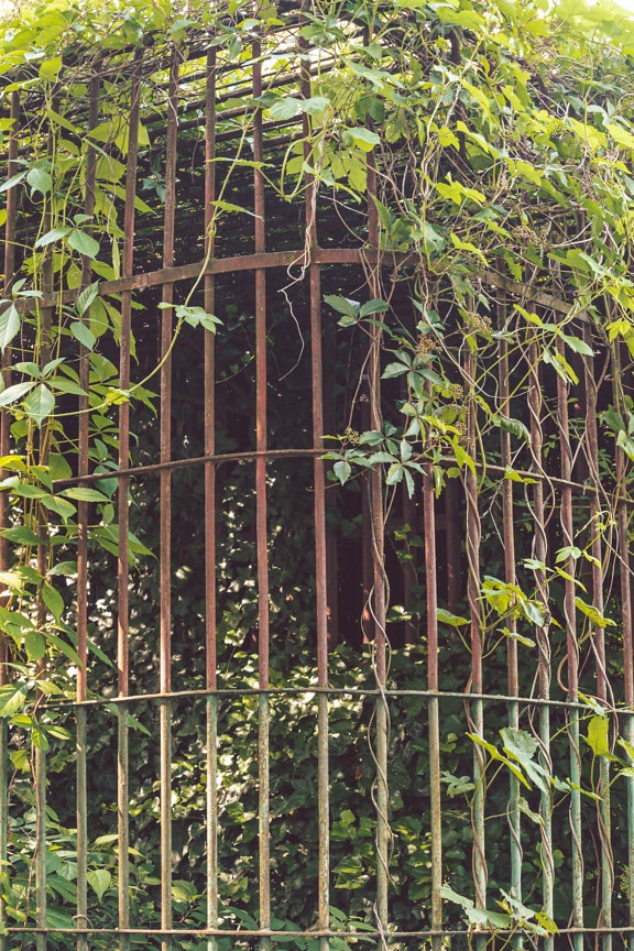 Old abandoned cast iron cage overgrown with weed branches
