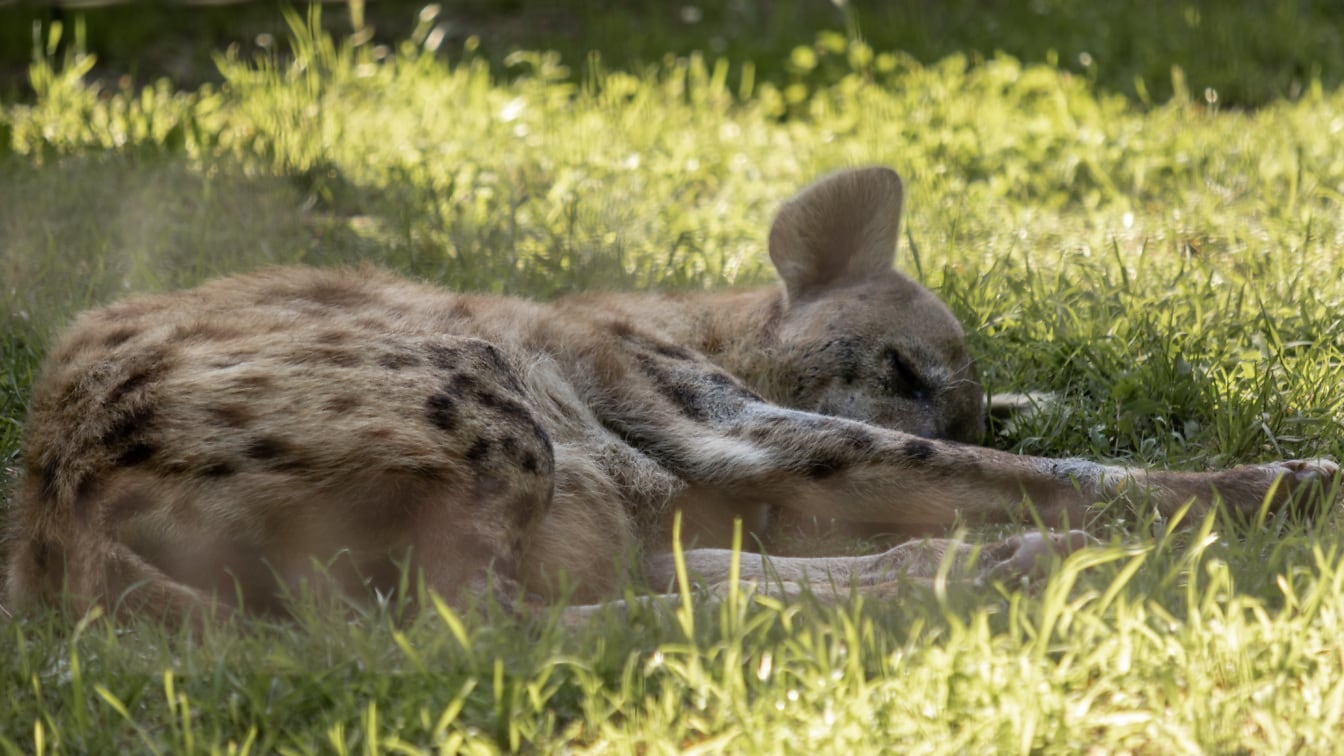 Hyena škvrnitá (Crocuta) leží na tráve a spí