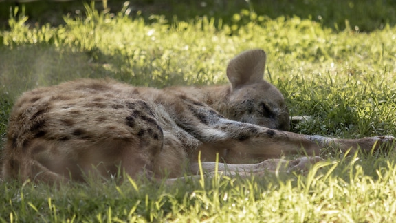 Hiena cętkowana (Crocuta) leżąca na trawie i śpiąca