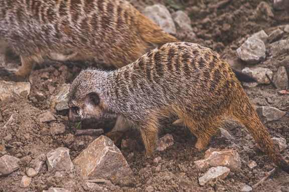 Meerkat (Suricata suricatta) animale selvatico che cammina sul terreno