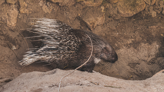 Porcupine-eläimen sivukuva jyrsijästä luonnollisessa elinympäristössä