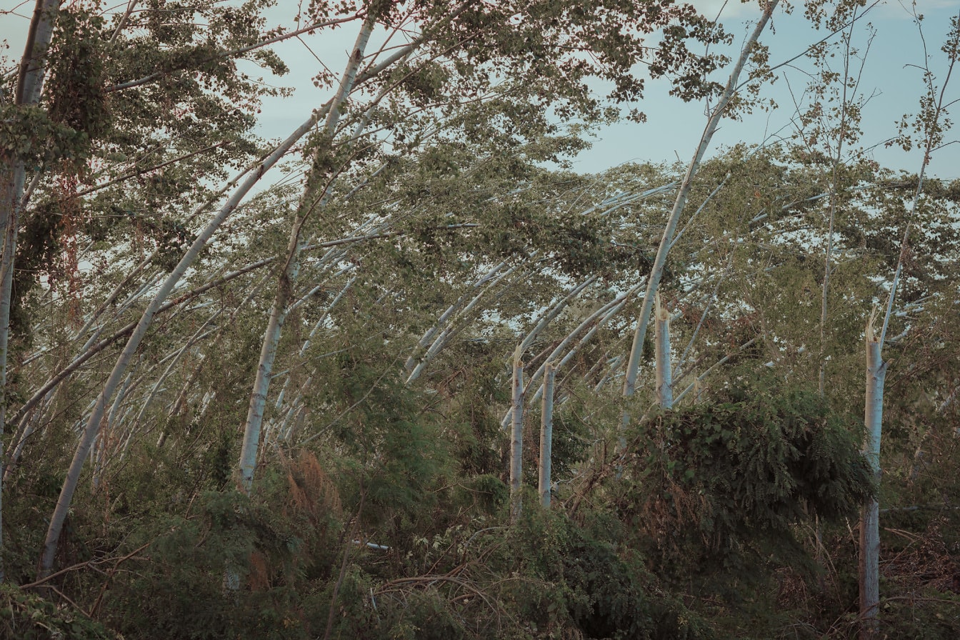 삼림 지대에서 강한 바람에 구부러진 나무