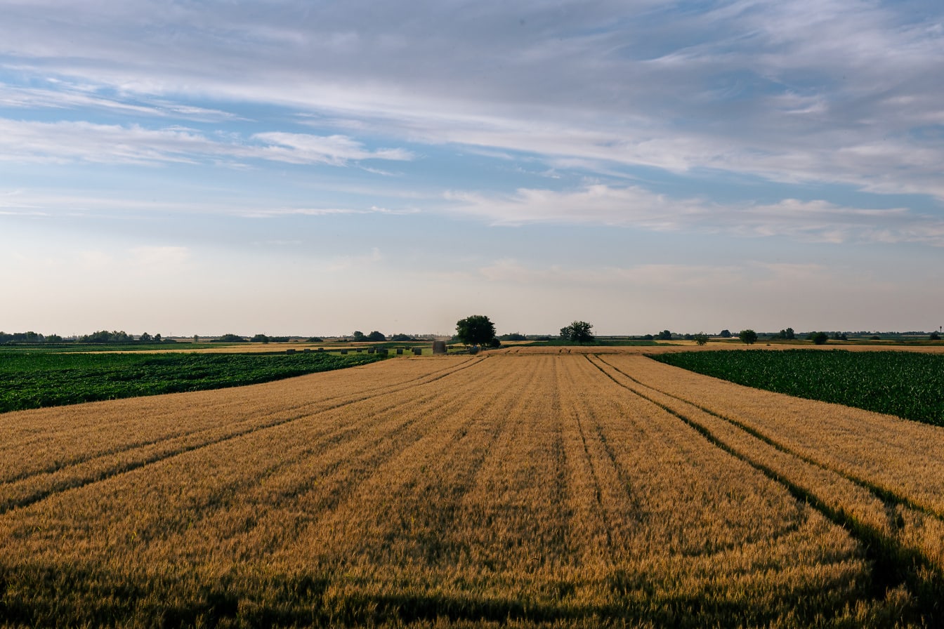 Poľnohospodárske rovinaté polia s pšenicou, sójou a kukuričným poľom