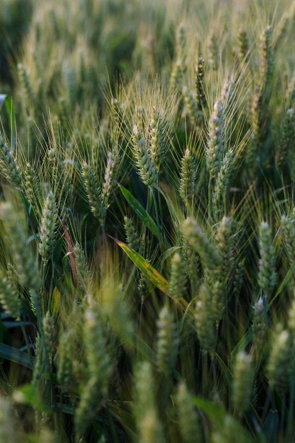 Nahaufnahme von dunkelgrünen Weizenstrohhalmen in Bio-Weizenfeld