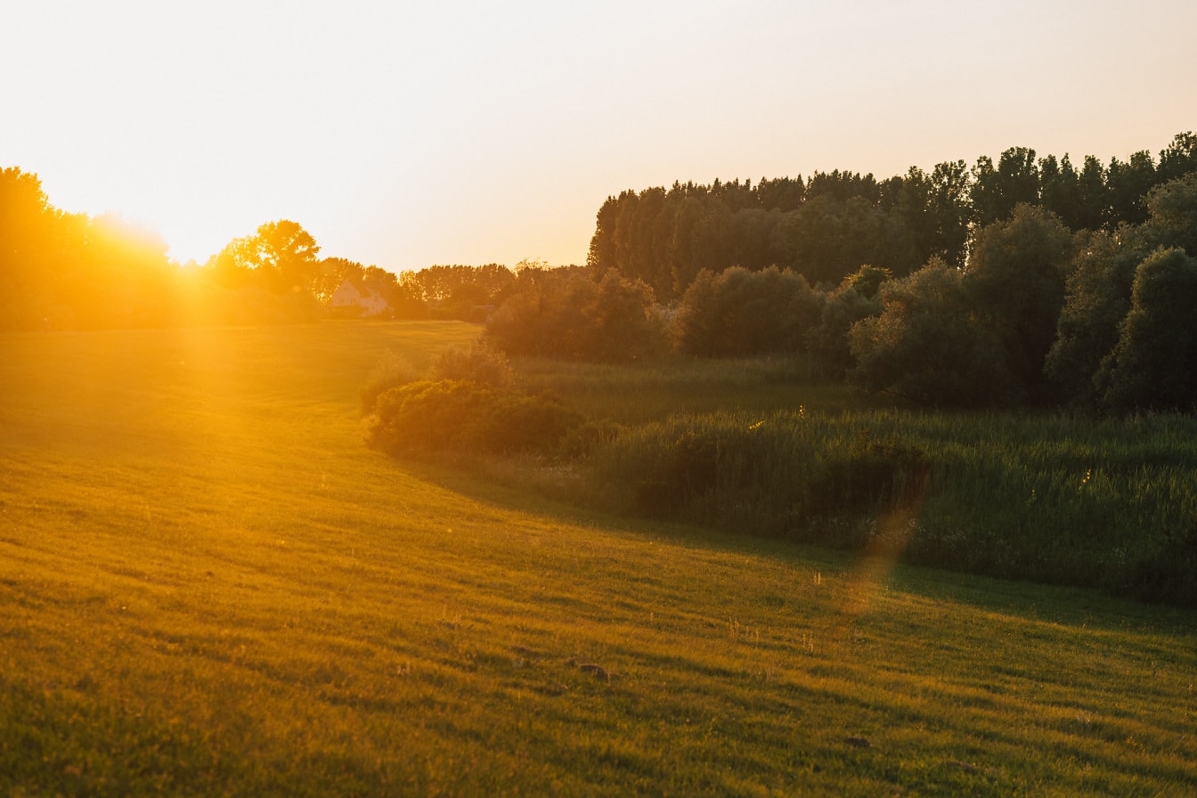 Prairie ensoleillée avec des rayons de soleil brillants au lever du soleil