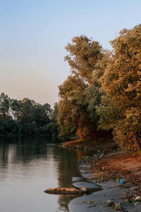 Danube riverbank with branches and leaves in autumn season